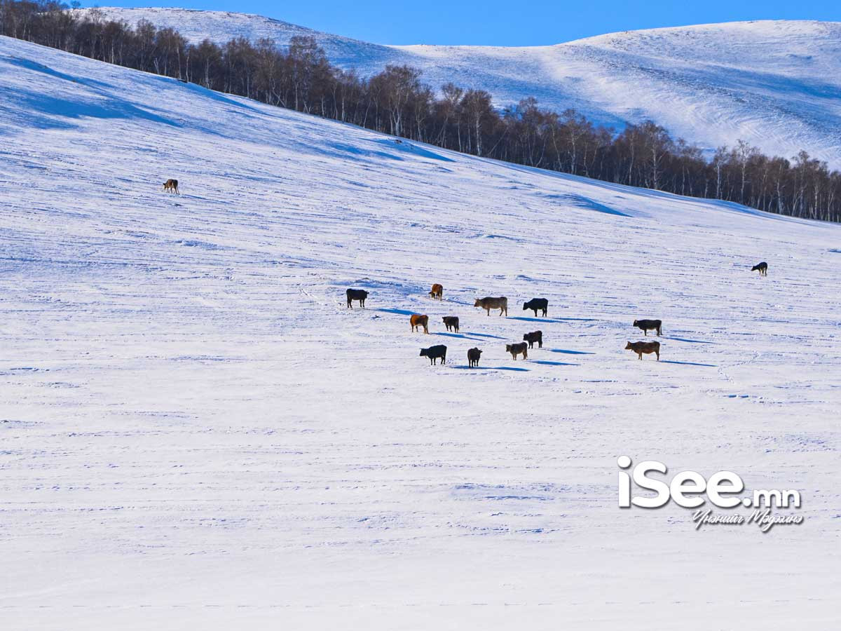 Баян-Өлгий, Увс, Ховд, Хөвсгөл, Өвөрхангай, Архангай, Баянхонгор аймгийн нутгаар зудын эрсдэл үүсэх төлөвтэй байна