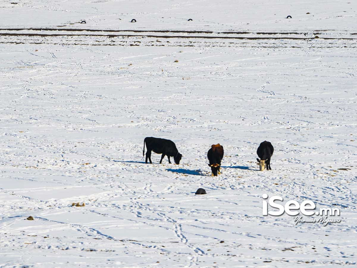 Ихэнх нутгаар хүйтний эрч эрс чангарна