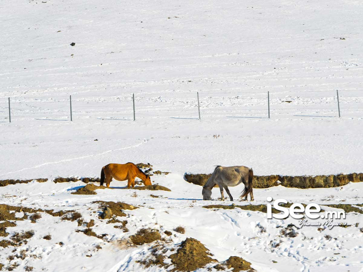 Говийн аймгуудын өмнөд хэсгээр ялимгүй цас орж шуурна