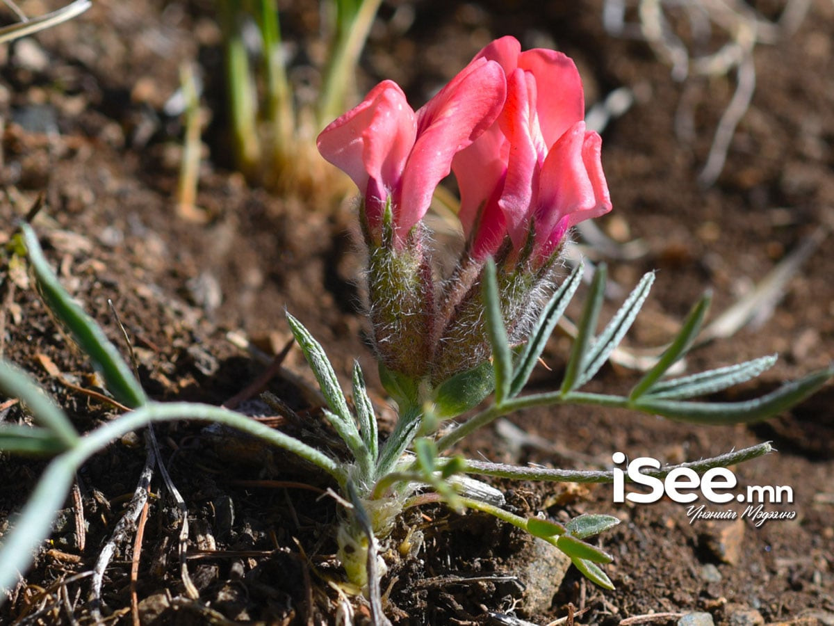 Ж.Оюумаа: Хөвсгөлийн Цагаан-Уул сумаас ургамлын шинэ төрөл зүйлийг нээж, өөрийн нэрээр буюу “Оюунмаагийн Ортууз” нэрээр дэлхийд анх бүртгүүлсэн