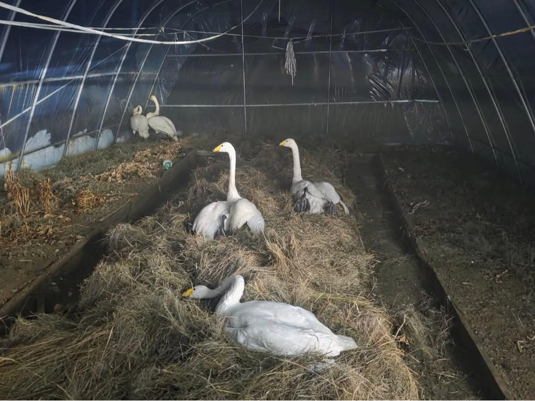 Баянхонгор аймгийн Байнцагаан нууранд үлдсэн таван хун шувууг сумын байгаль хамгаалагчид өөрсдөө тэжээж, онд оруулахаар болжээ