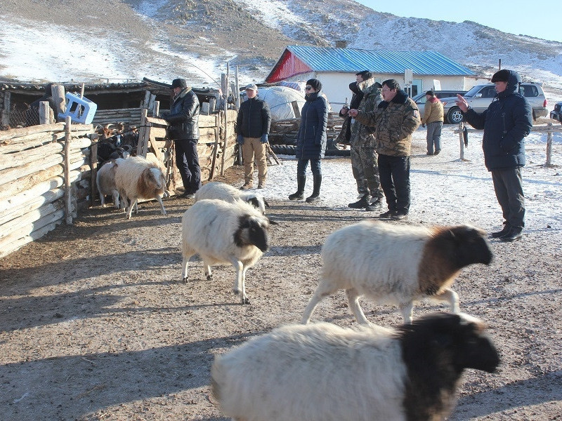 Мал, тэжээвэр амьтдын тооллого ням гарагт эхэлнэ