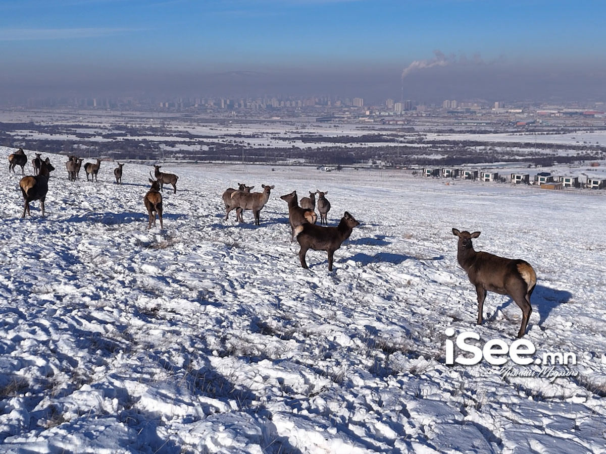 Хууль бусаар аргаль агнавал 44.4 сая, шонхор агнавал 32 сая төгрөгөөр торгоно