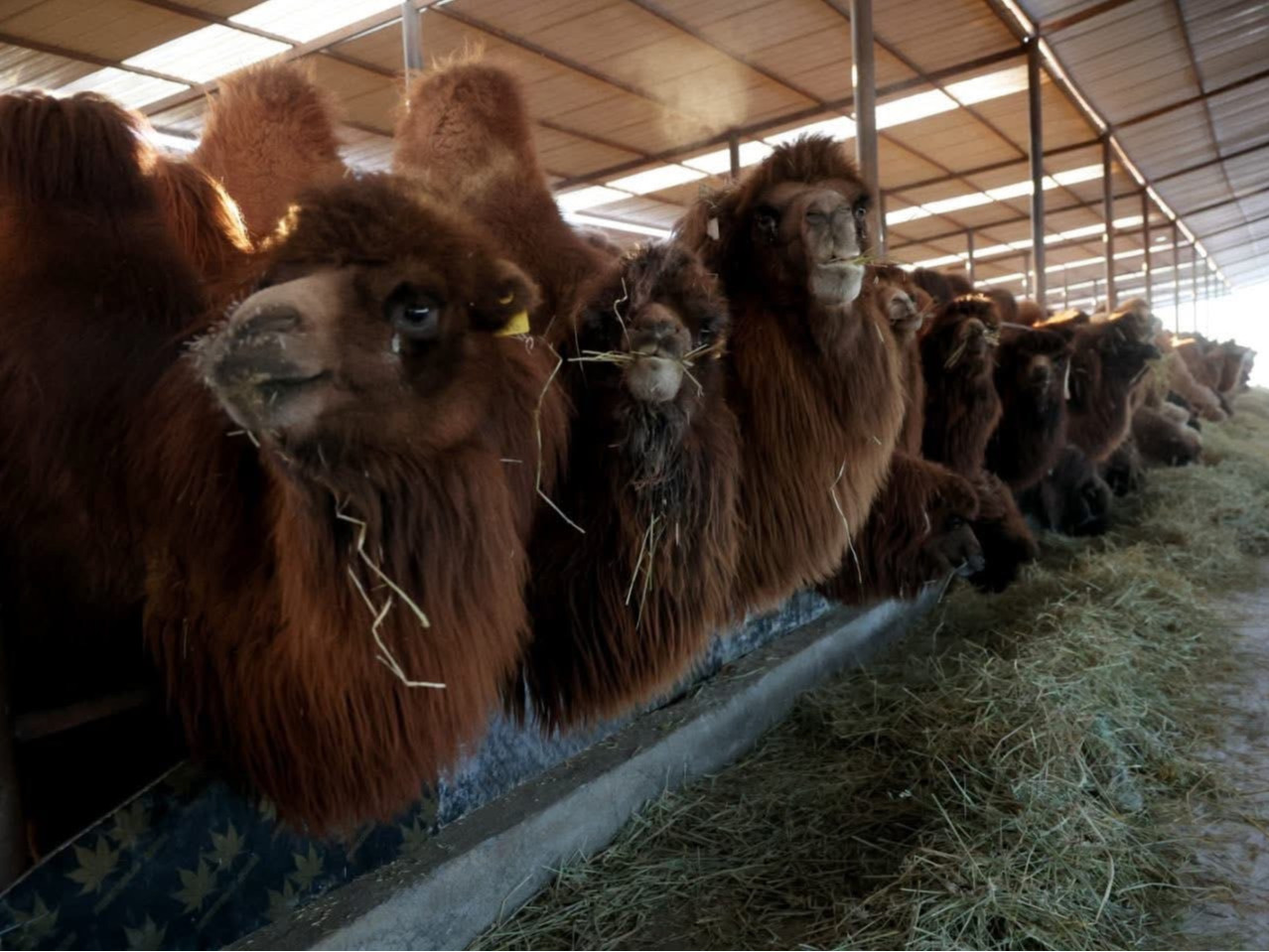 Монголын анхны ингэний ферм инкубатор хэлбэрээр үйл ажиллагаа явуулж байна