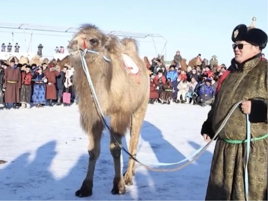 Тэмээний дуудлага худалдаанд Улсын алдарт уяач Н.Мэндбаярын хөх тором 30 сая төгрөг хүрчээ