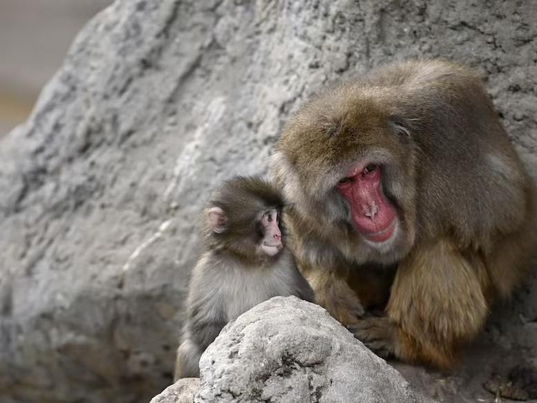 Бяцхан Панч бусад моншнуудтай найзалж эхэлжээ