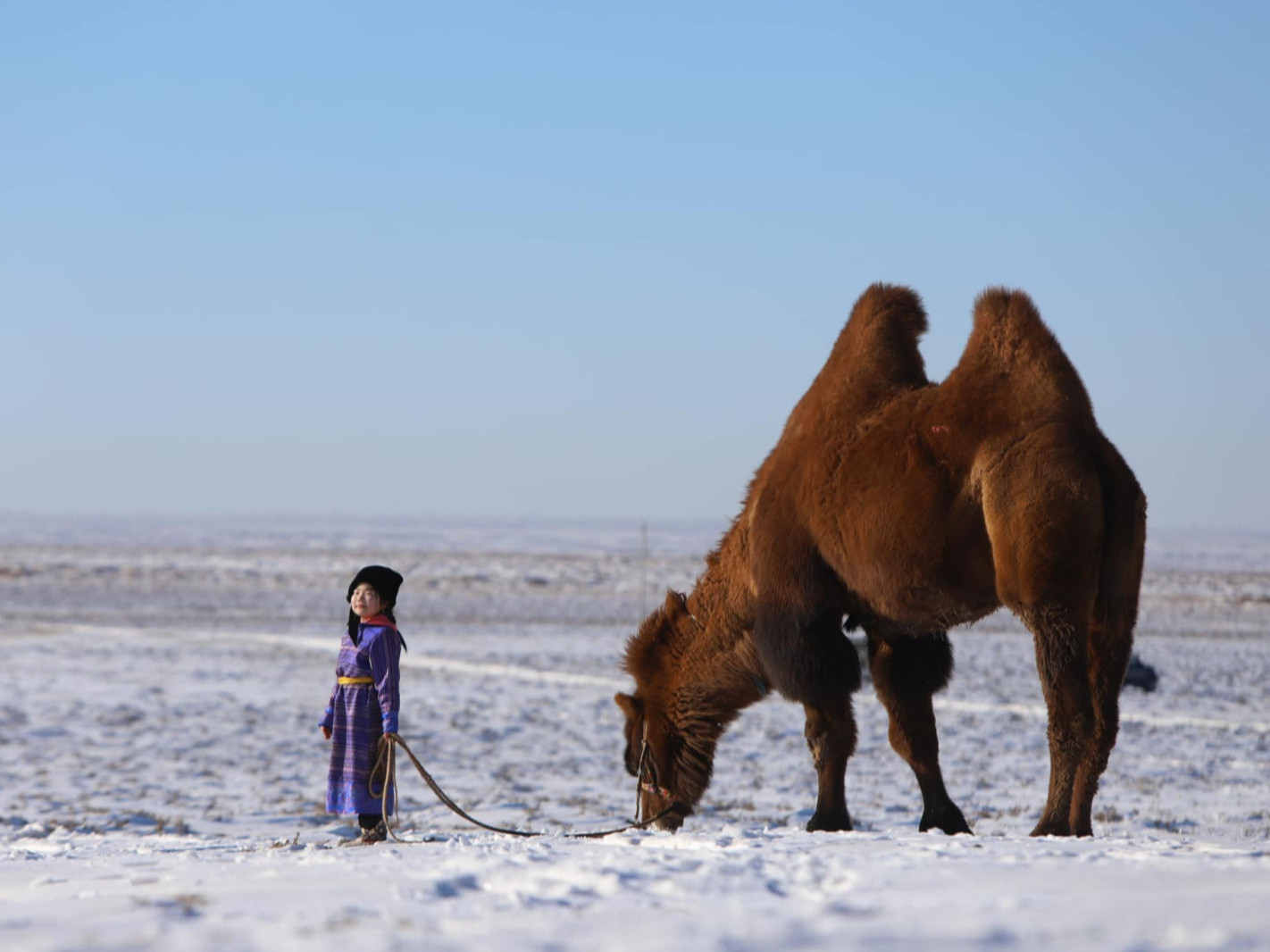 Английн нийслэл Лондон хотод “Монгол тэмээний өдөрлөг” үзэсгэлэнг анх удаа зохион байгуулахаар болжээ