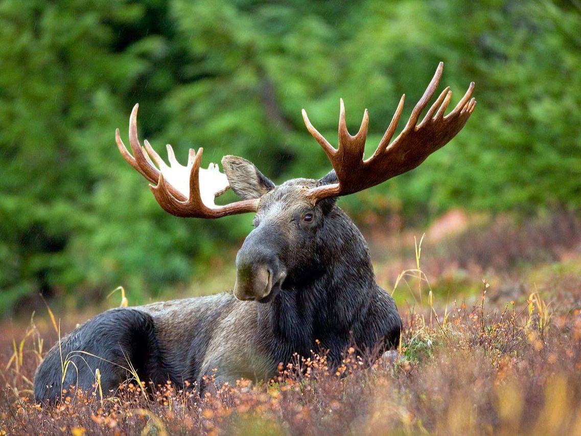 Нэн ховор амьтан болох "Шивэр хандгай"-г агнасан иргэний үйлдэлд шүүхээс 2 жилийн хорих ял оногдууллаа