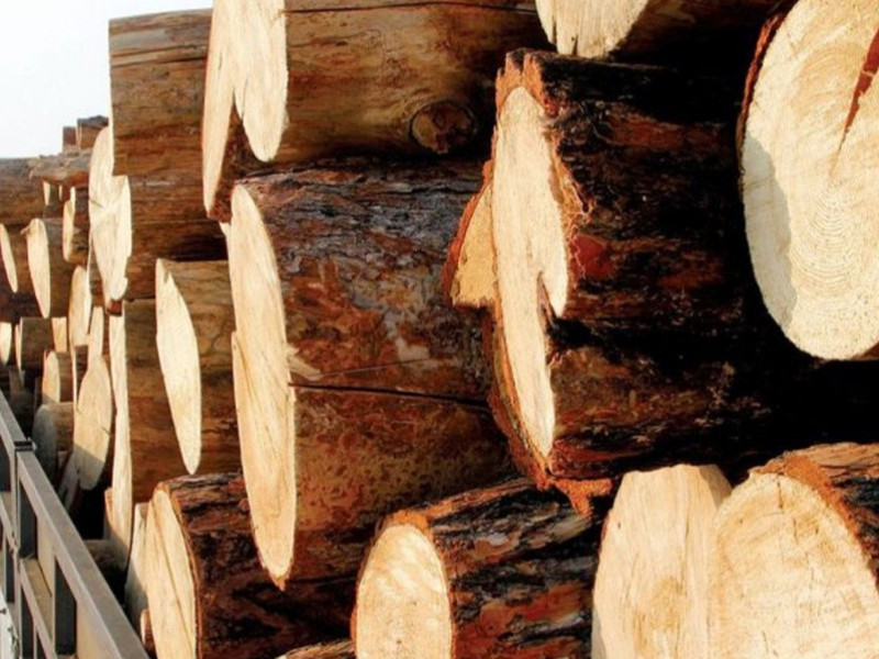 Хууль бусаар мод бэлтгэсэн этгээдэд нэг жилийн тэнсэх ял оногдуулж, техник хэрэгслийг нь улсын орлого болгожээ