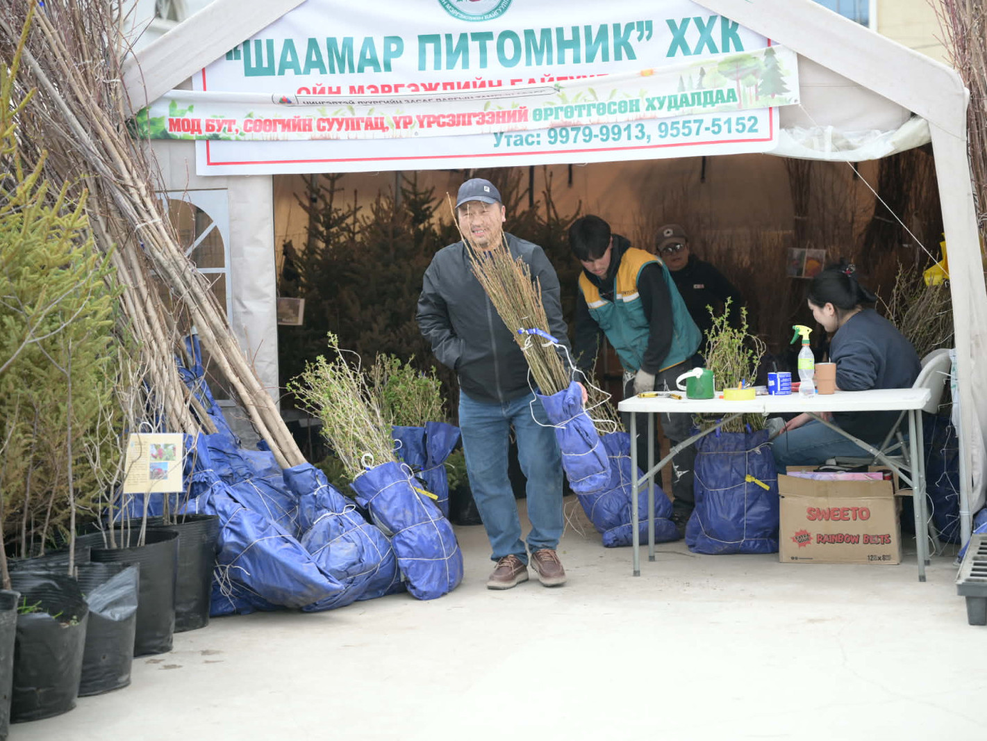 Амралтын өдрүүдэд нийслэлийн есөн байршилд иргэдийг мод тарих аянд тогтмол оролцуулж байна