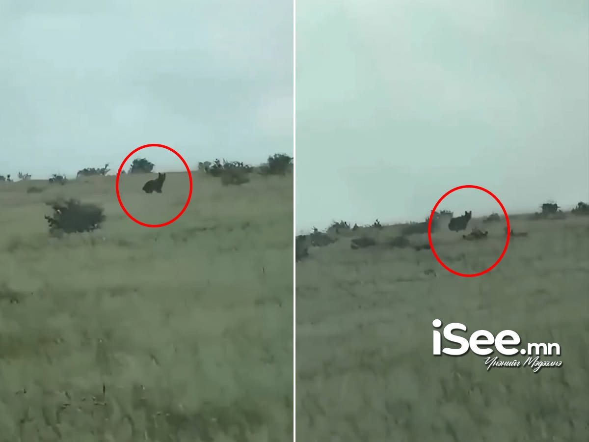 ВИДЕО: Сэлэнгэ аймгийн Мандал сумын суурьшлын бүсэд өнөө өглөө баавгай орж иржээ
